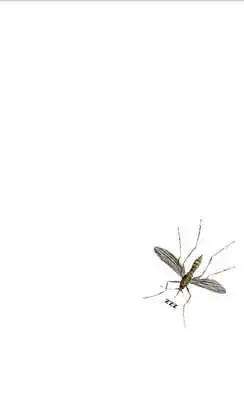 Play Mosquito Play Mosquito
