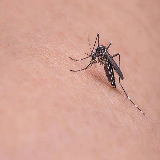 Play Mosquito Sound APK Play Mosquito Sound APK