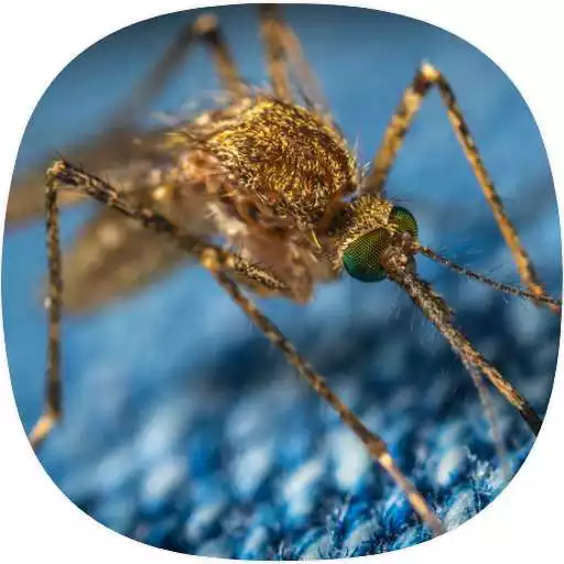 Play Mosquito sounds APK Play Mosquito sounds APK