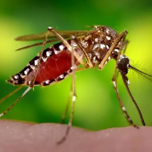 Play MOSQUITO TIGRE APK Play MOSQUITO TIGRE APK