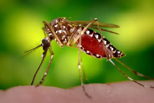 Play MOSQUITO TIGRE  and enjoy MOSQUITO TIGRE with UptoPlay