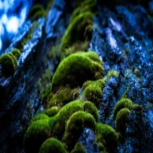Play Moss Wallpaper APK