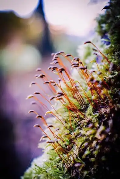 Play Moss Wallpaper  and enjoy Moss Wallpaper with UptoPlay