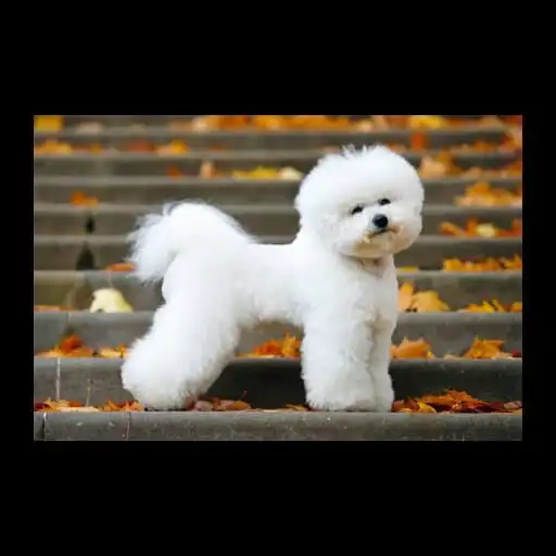 Play Most beautiful dogs APK