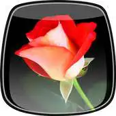 Free play online Mothers Day Live Wallpaper APK