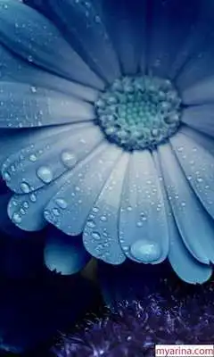 Play Moto G4 Plus HD Wallpapers