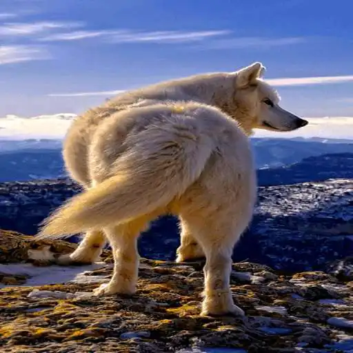 Play Mountain Wolf Live Wallpaper APK Play Mountain Wolf Live Wallpaper APK