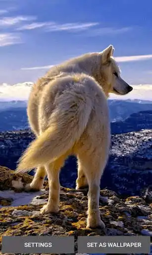 Play Mountain Wolf Live Wallpaper  and enjoy Mountain Wolf Live Wallpaper with UptoPlay
