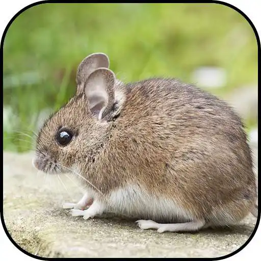 Free play online Mouse Wallpapers APK