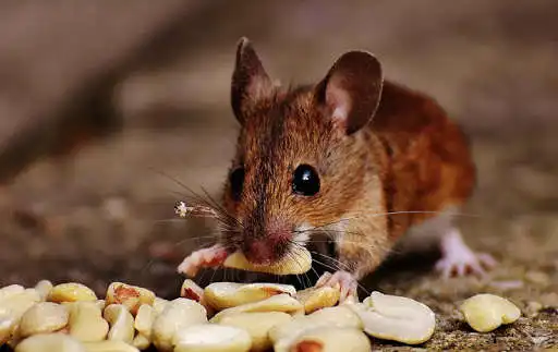 Play Mouse Wallpapers