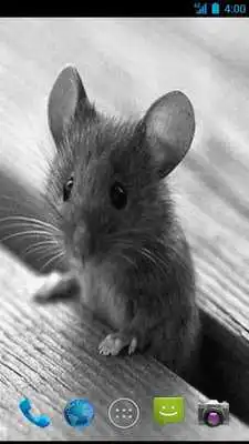 Play Mouse Wallpapers