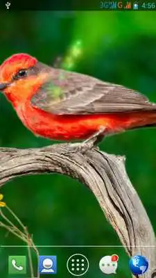 Play Moving Bird Live Wallpaper