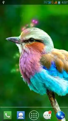 Play Moving Bird Live Wallpaper
