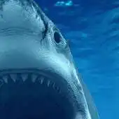 Free play online moving shark wallpaper APK Free play online moving shark wallpaper APK