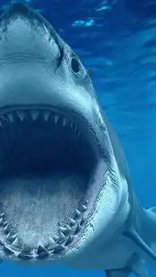 Play moving shark wallpaper