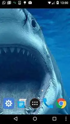 Play moving shark wallpaper