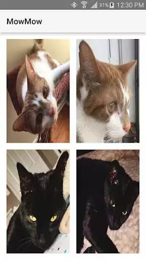 Play MowMow Cat Sounds  and enjoy MowMow Cat Sounds with UptoPlay