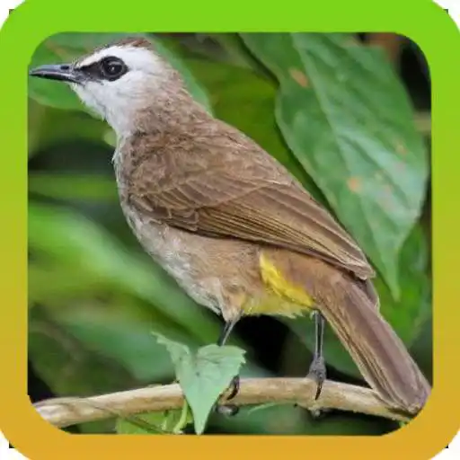 Run free android online Mp3 Koleksi Suara Pikat Burung Trucukan Offline APK Run free android online Mp3 Koleksi Suara Pikat Burung Trucukan Offline APK