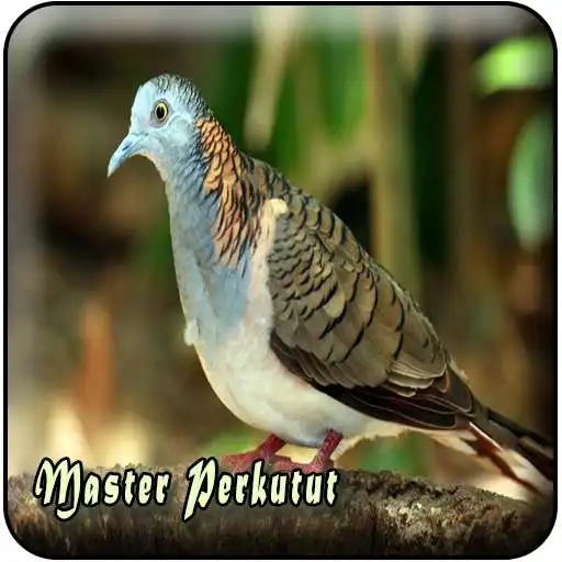 Play MP3 Perkutut Lokal APK