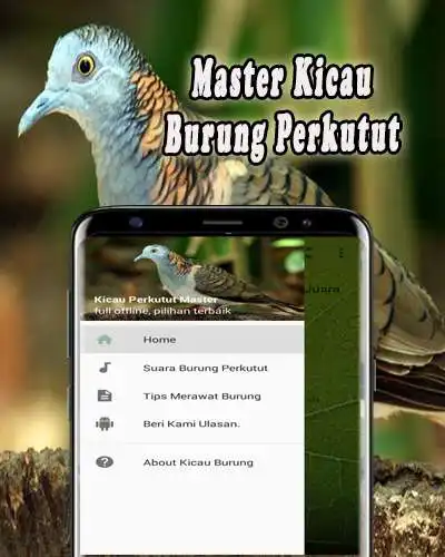 Play MP3 Perkutut Lokal  and enjoy MP3 Perkutut Lokal with UptoPlay