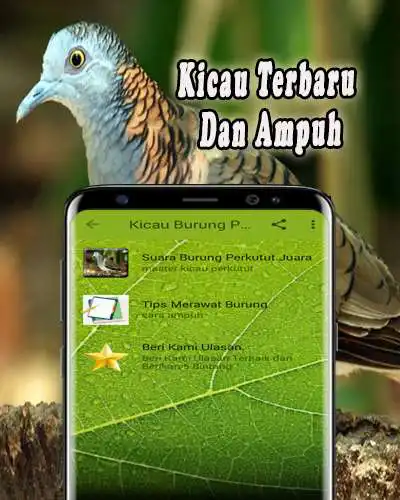 Play MP3 Perkutut Lokal as an online game MP3 Perkutut Lokal with UptoPlay