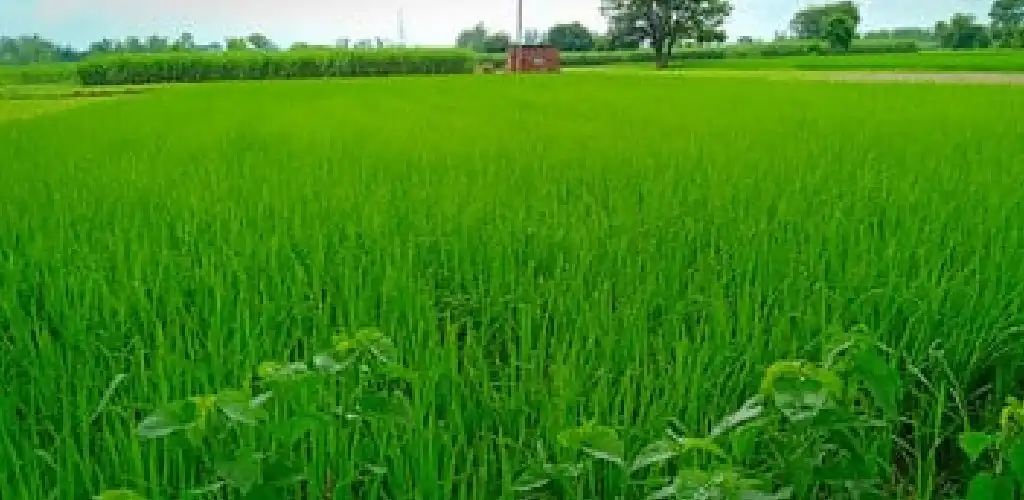 Play MP Mandi Bhav as an online game MP Mandi Bhav with UptoPlay
