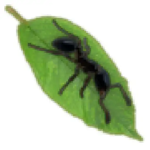 Play mrowkaant APK