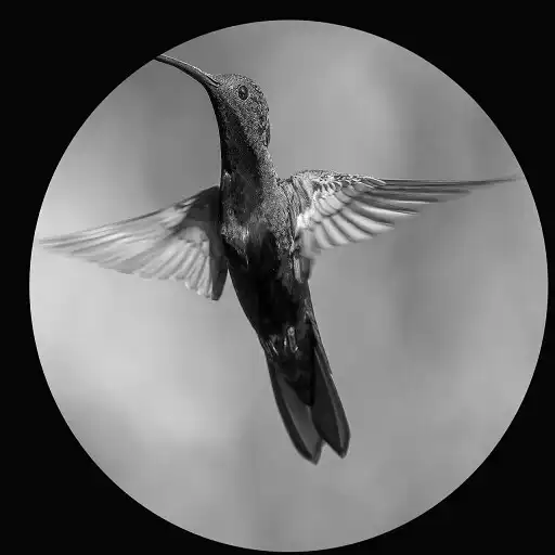 Play Multi Bird Hunting APK