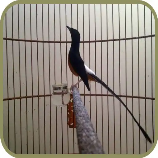 Play Murai Batu APK