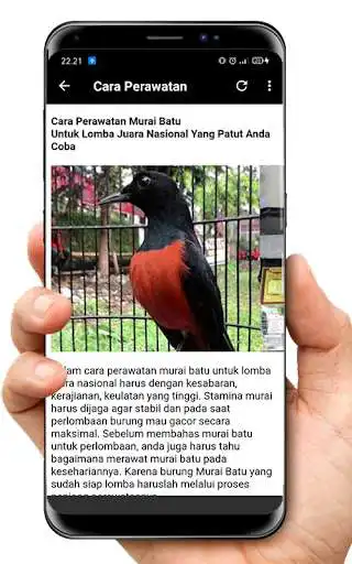 Play Murai Batu Master Top Juara as an online game Murai Batu Master Top Juara with UptoPlay