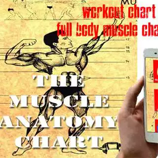 Play Muscle Anatomy Chart and enjoy Muscle Anatomy Chart with UptoPlay Play Muscle Anatomy Chart and enjoy Muscle Anatomy Chart with UptoPlay