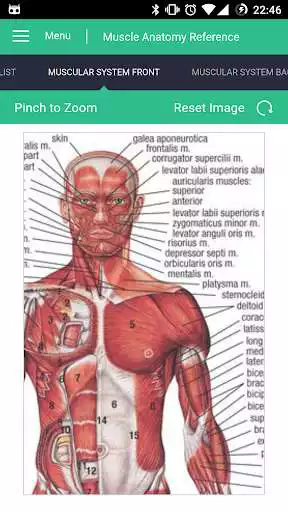 Play Muscle Anatomy Reference Guide as an online game online Muscle Anatomy Reference Guide with UptoPlay com.luminousapps.muscleanatomyreferenceguide Play Muscle Anatomy Reference Guide as an online game Muscle Anatomy Reference Guide with UptoPlay