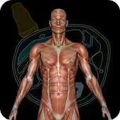 Free play online Muscle Patterns APK Free play online Muscle Patterns APK