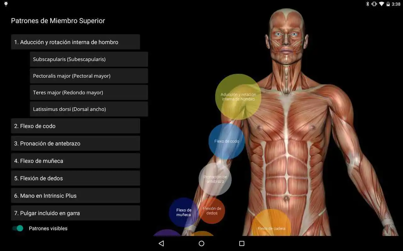 Play Muscle Patterns