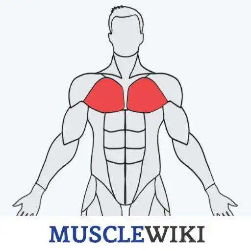Free play online MuscleWiki Fitness APK Free play online MuscleWiki Fitness APK