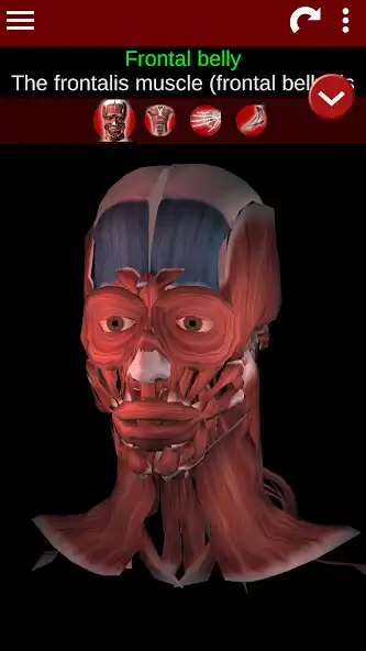 Play Muscular System 3D (anatomy)  and enjoy Muscular System 3D (anatomy) with UptoPlay