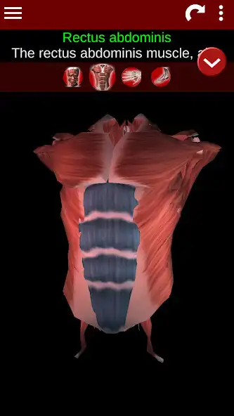 Play Muscular System 3D (anatomy) as an online game Muscular System 3D (anatomy) with UptoPlay