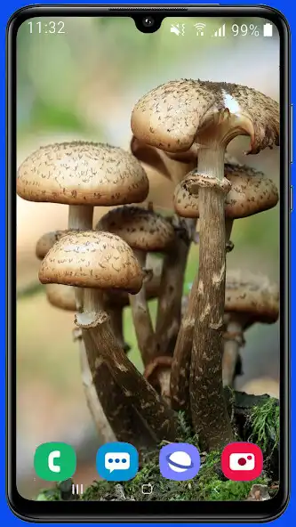 Play Mushroom HD Wallpaper as an online game Mushroom HD Wallpaper with UptoPlay