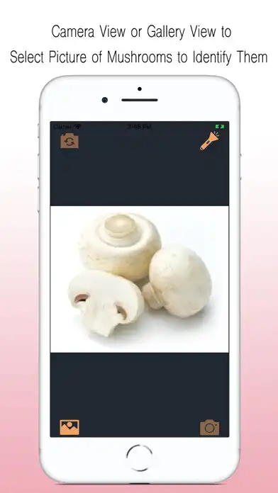Play Mushroom Identifier  and enjoy Mushroom Identifier with UptoPlay