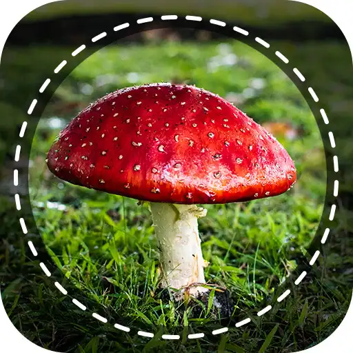 Play Mushroom ID: Fungi Identifier APK Play Mushroom ID: Fungi Identifier APK