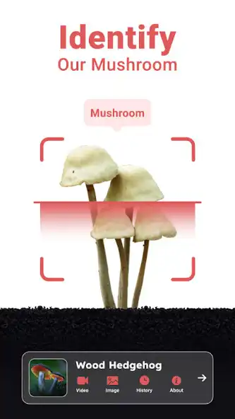 Play Mushroom ID: Fungi Identifier  and enjoy Mushroom ID: Fungi Identifier with UptoPlay
