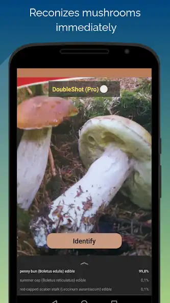 Play Mushroomizer as an online game Mushroomizer with UptoPlay