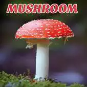 Free play online Mushroom Mycology Fungi - Latest News Research APK Free play online Mushroom Mycology Fungi - Latest News Research APK