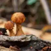 Free play online Mushroom Puzzle APK