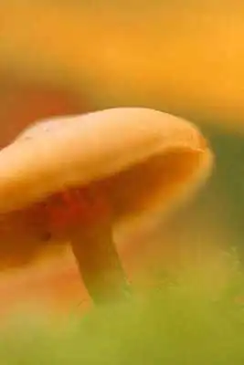 Play Mushroom Puzzle