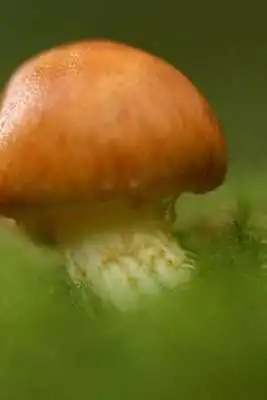 Play Mushroom Puzzle