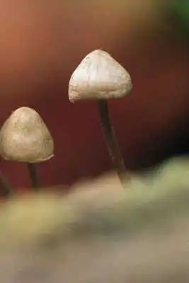 Play Mushroom Puzzle