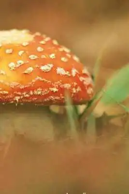 Play Mushroom Puzzle