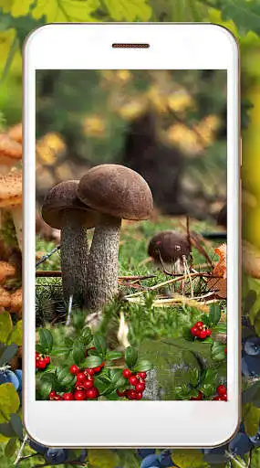 Play Mushrooms and Berrries as an online game Mushrooms and Berrries with UptoPlay
