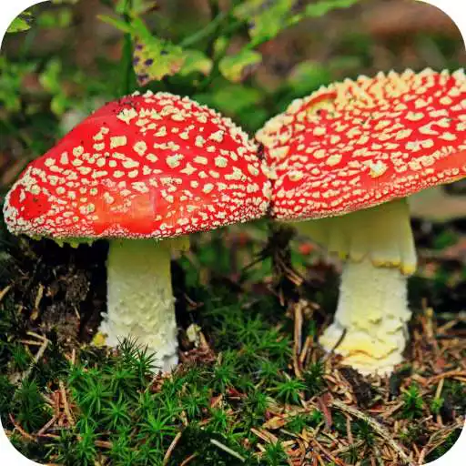 Play Mushrooms Full HD Wallpaper APK Play Mushrooms Full HD Wallpaper APK